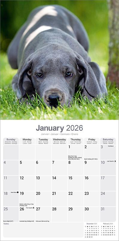 Great Dane Calendar 2026 Planner