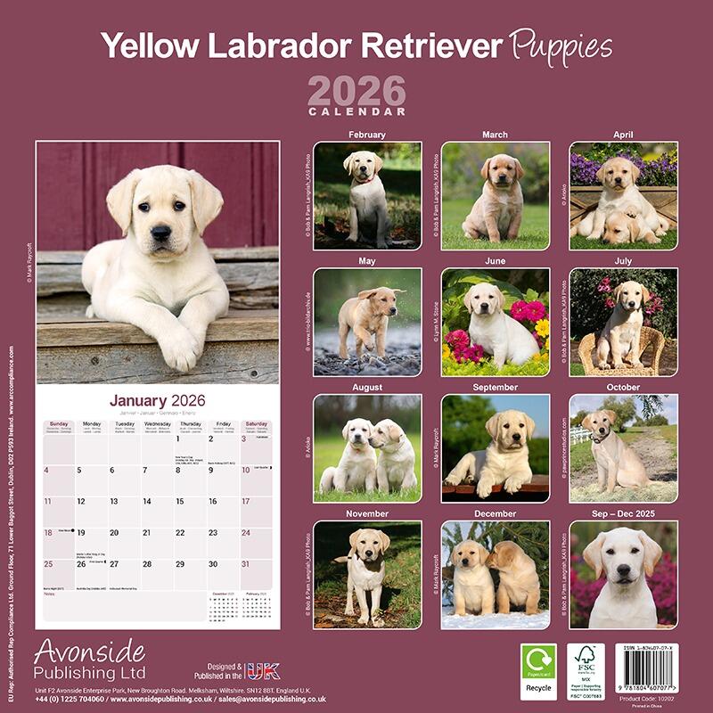 Yellow Labrador Puppy Calendar 2026 - back