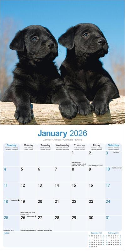 Black Labrador Puppy Calendar 2026 - Inside