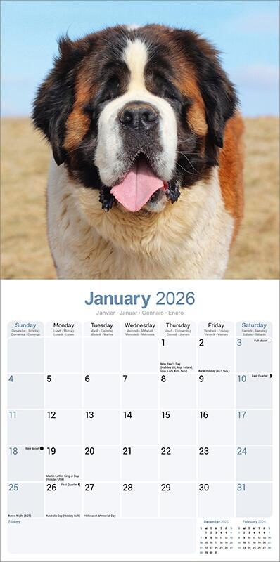 Saint Bernard Calendar 2026 Saint Bernard Jan2026