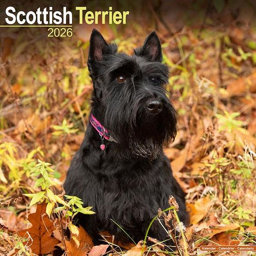 Scottish Terrier Calendar 2026