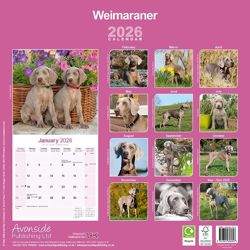 Weimaraner Wall Calendar 2026
