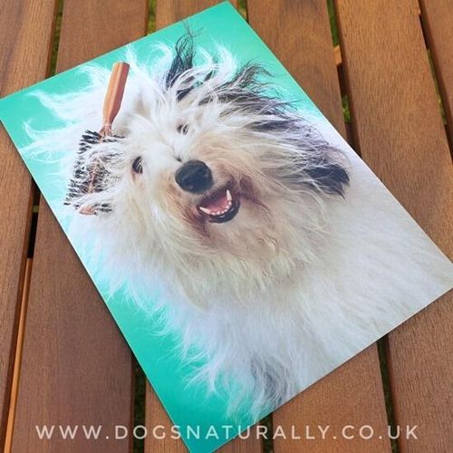Old English Sheepdog Birthday Card