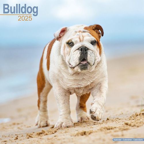 English Bulldog Calendar 2025
