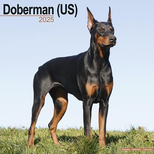 Dobermann (US) Calendar 2025