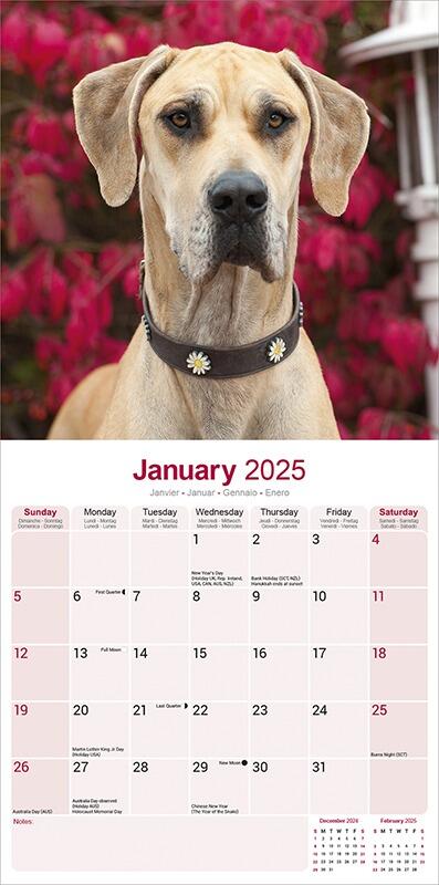 Great Dane Calendar 2025 Great Dane Calendar 2025