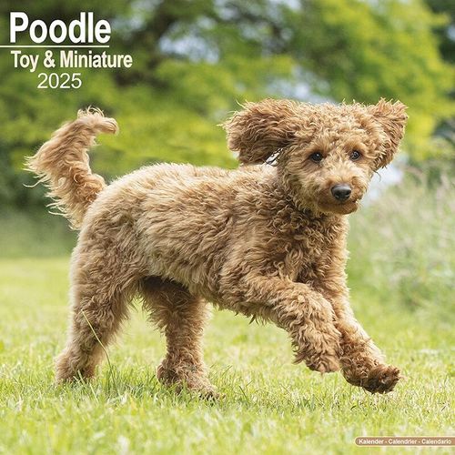 Toy & Miniature Poodle Calendar 2025 Planner