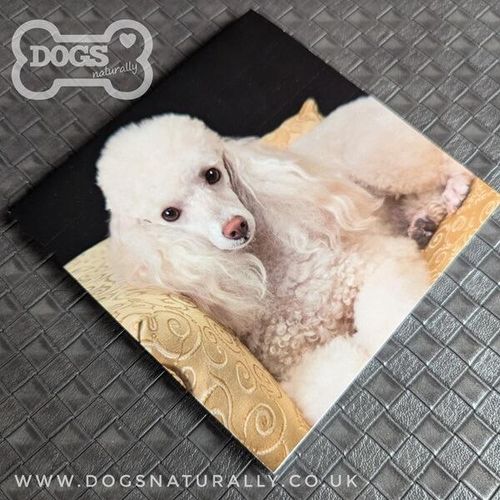 White Poodle Square Magnetic Note Pad.