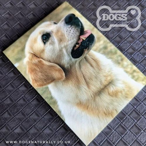 Golden Retriever Magnetic Note Pad