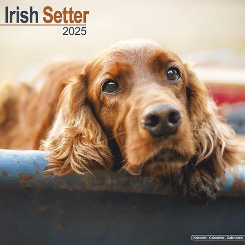 Irish Setter Dog Breed Lover Gifts