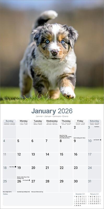 Australian Shephard Calendar