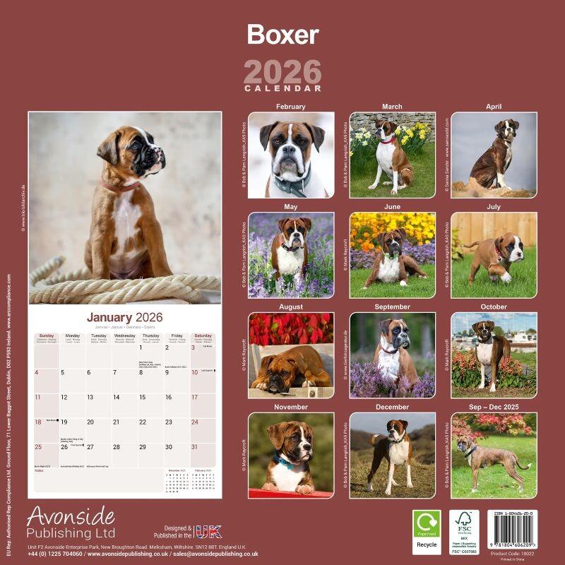 Boxer Wall Calendar 2026