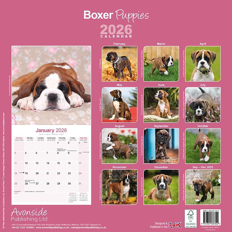 Boxer Puppies Wall Calendar 2026