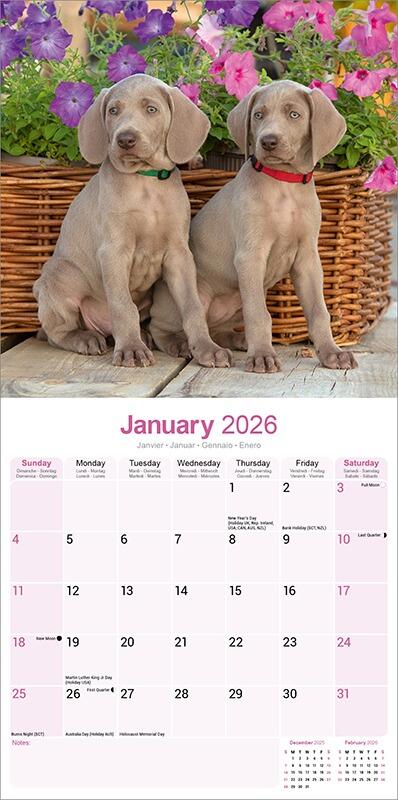 Weimaraner Calendar 2026 Planner