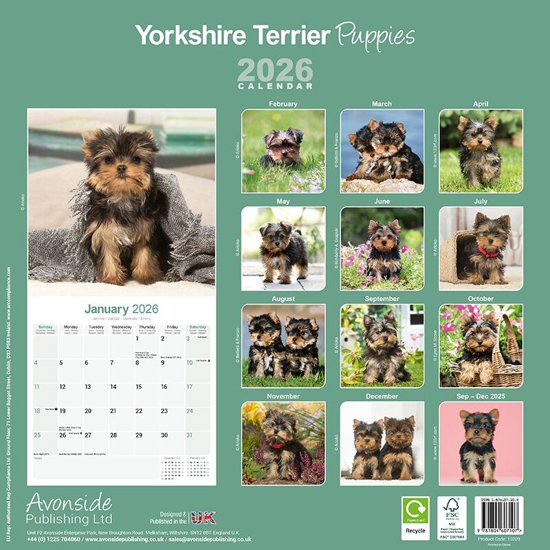 Yorkshire Terrier Puppies Wall Calendar 2026