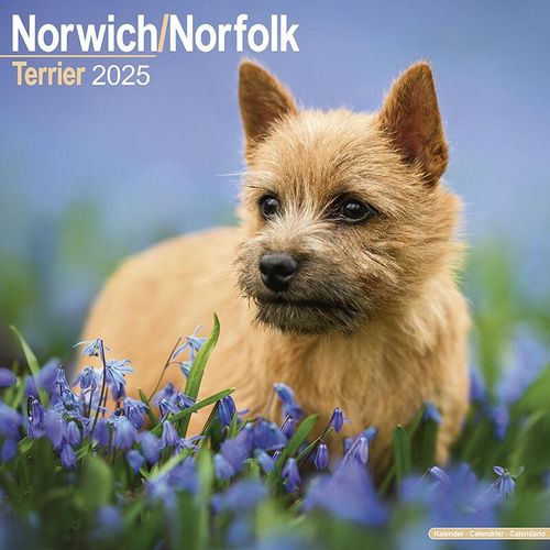 Norwich/Norfolk Calendar 2025