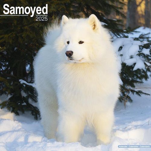 Samoyed Calendar 2025