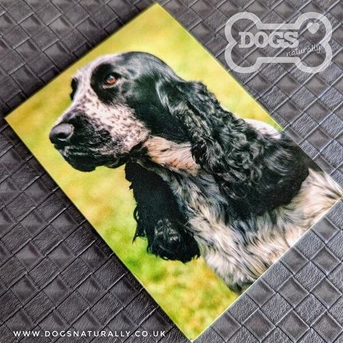 Blue Roan Cocker Spaniel Standard Magnetic Note Pad.