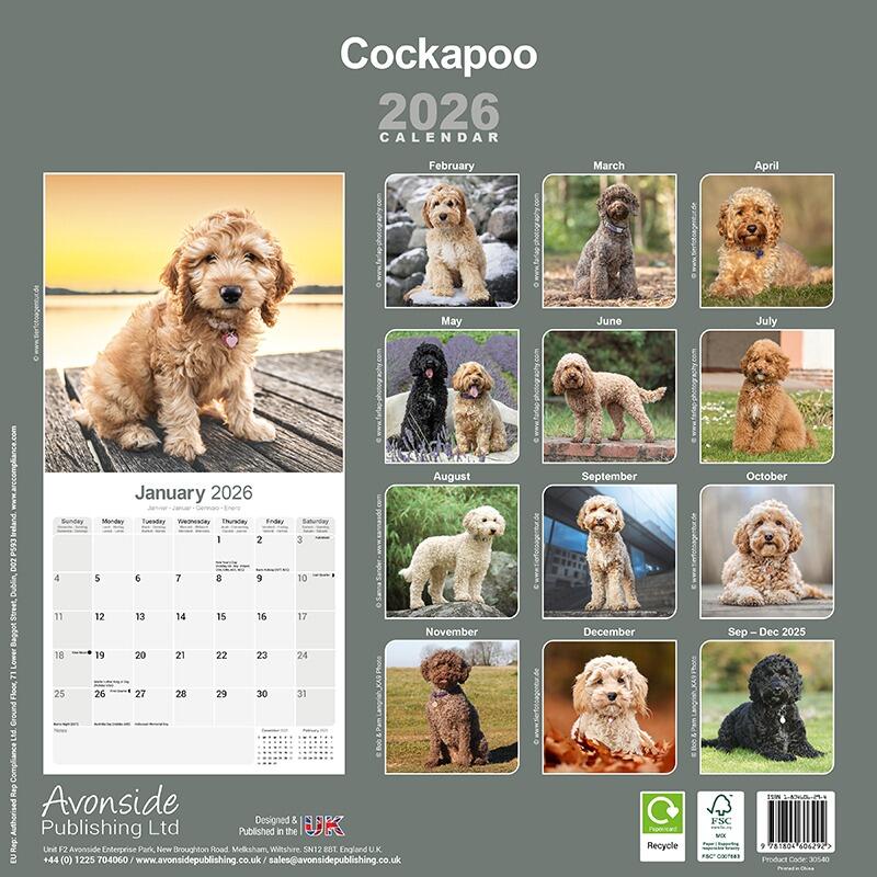 Cockapoo Calendar 2026 Back
