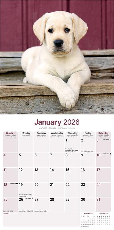 Yellow Labrador Puppy Calendar 2026 Inside