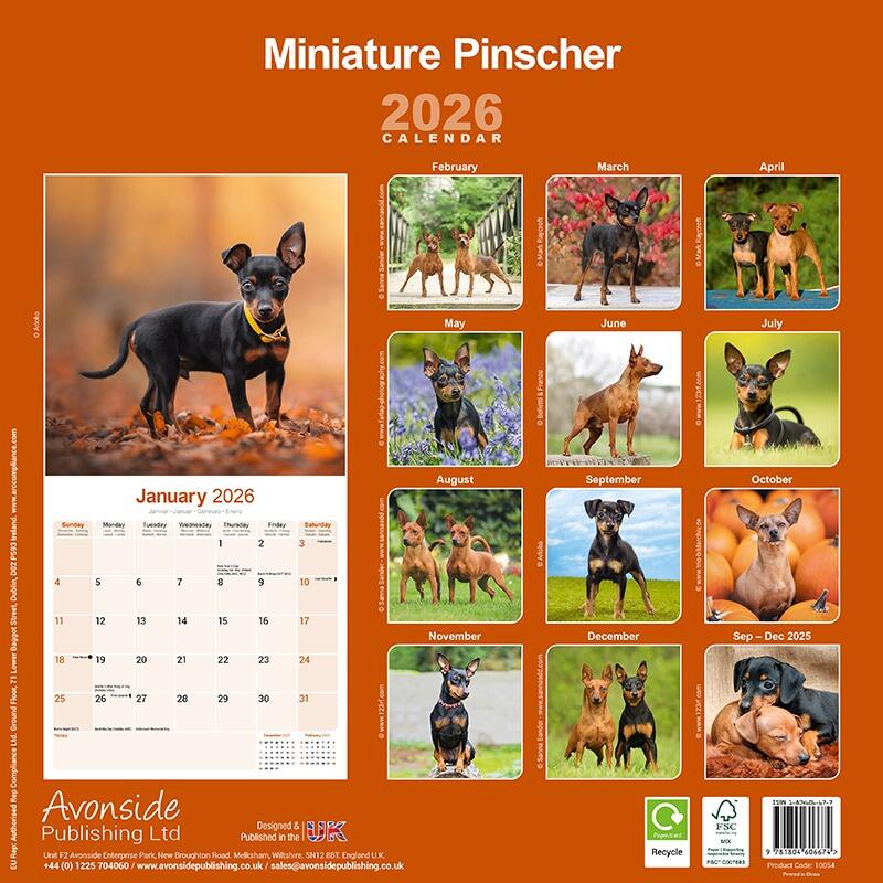 Miniature Pinscher Wall Calendar 2026