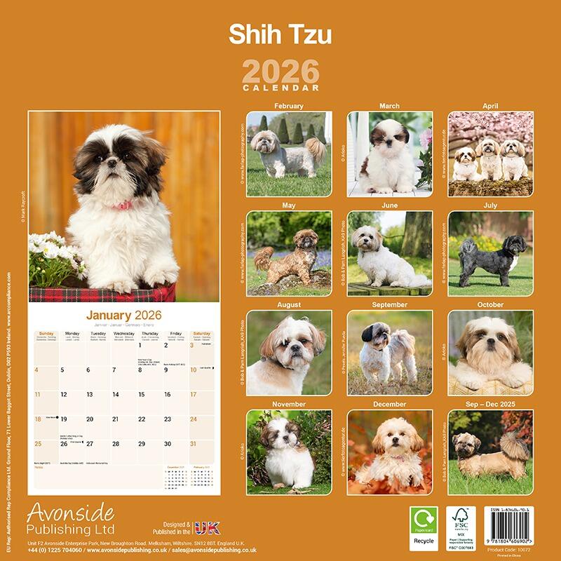 Shih Tzu Wall Calendar 2026