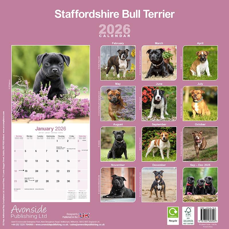 Staffordshire Bull Terrier Wall Calendar 2026