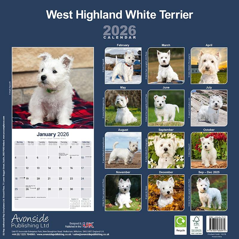 West Highland White Terrier Wall Calendar 2026