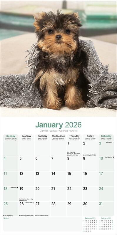 Yorkshire Terrier Puppies Calendar 2026 Planner