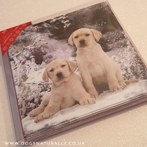 Labrador Christmas Card Pack - Winter Pals