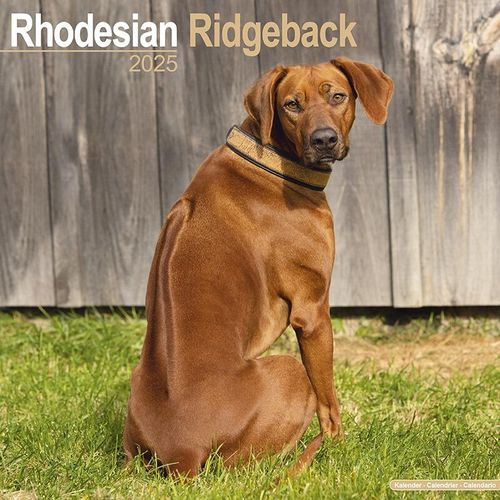 Rhodesian Ridgeback Calendar 2025