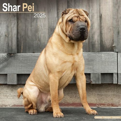 Shar Pei Calendar 2025