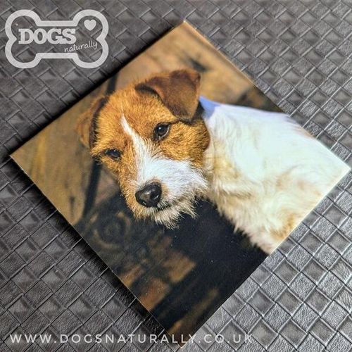 Parson Jack Russell Square Magnetic Note Pad.