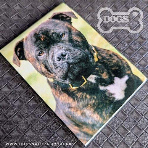 Staffordshire Bull Terrier Standard Magnetic Note Pad.