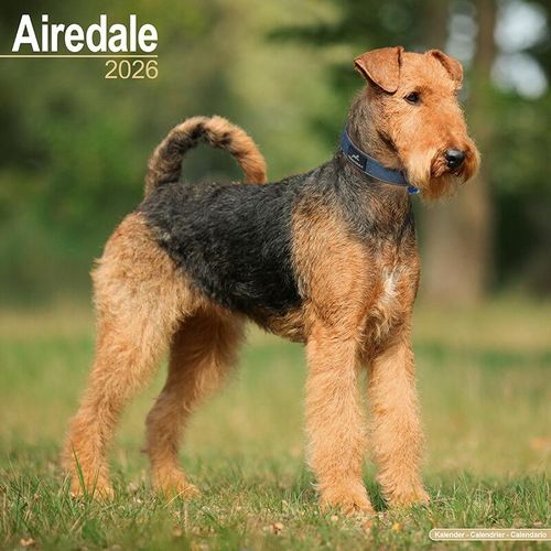 JEKCA Airedale Terrier Building Blocks - 710+ Piece Dog Model Kit For Ages 14+