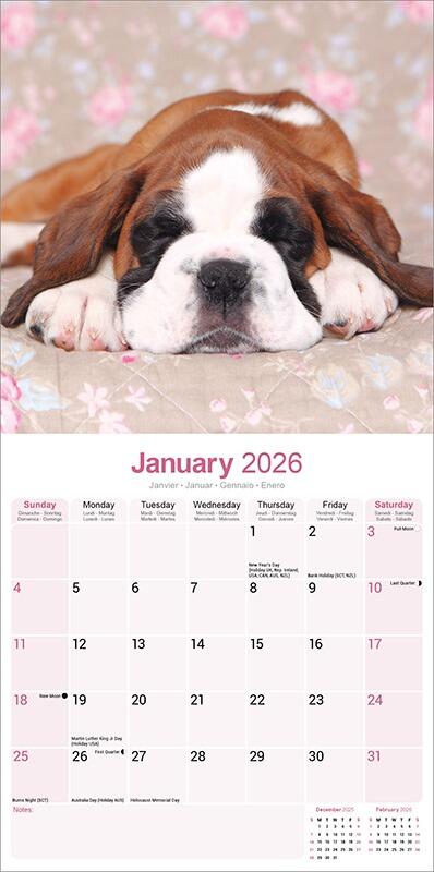 Boxer Puppies Calendar 2026 Planner