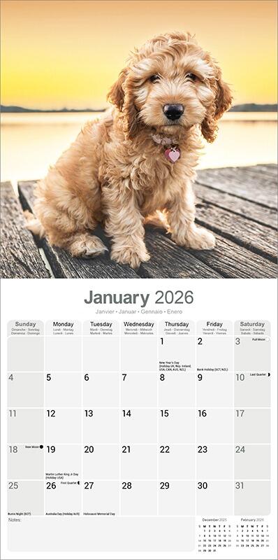 Cockapoo Calendar 2026 Inside
