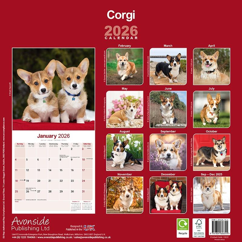 Corgi Wall Calendar 2026