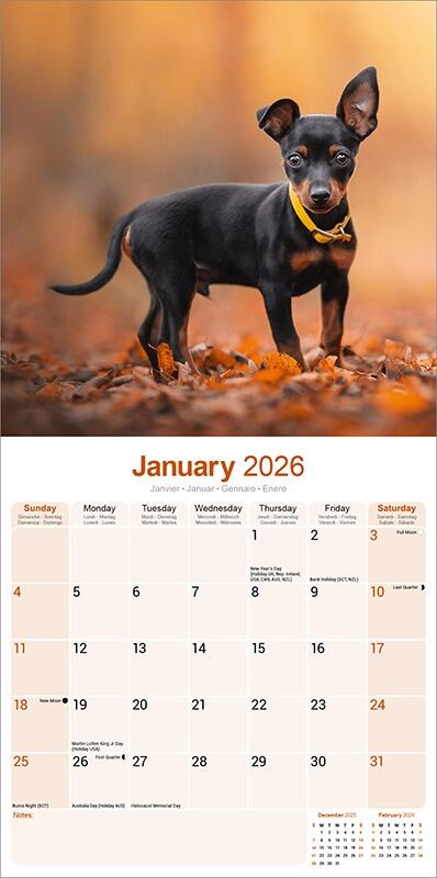 Miniature Pinscher Calendar 2026 Planner