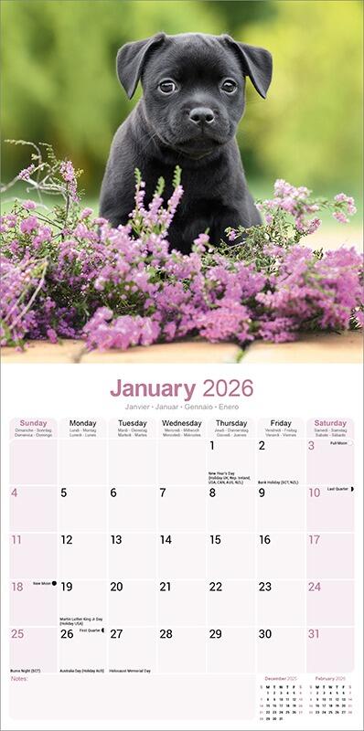 Staffordshire Bull Terrier Calendar 2026 Planner