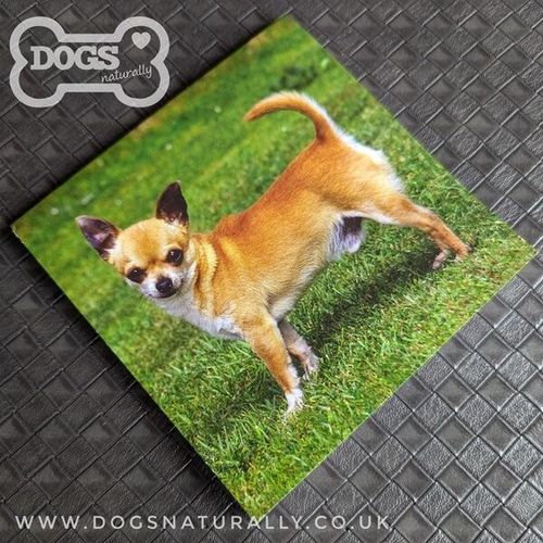 Chihuahua Square Magnetic Note Pad.