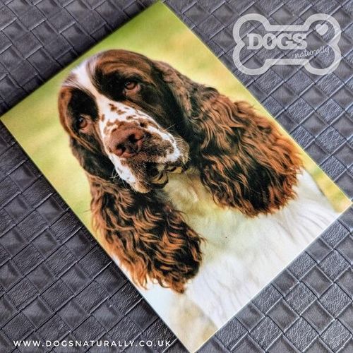 English Springer Magnetic Note Pad (Standard)