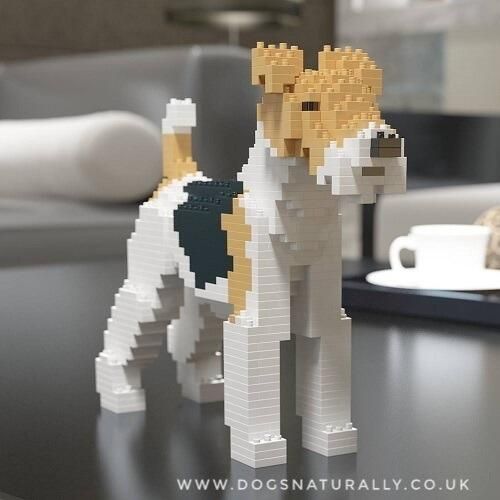 Wirehaired Fox Terrier Jekca