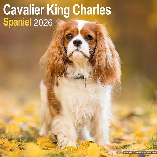 Cavalier King Charles Spaniel Calendar 2026
