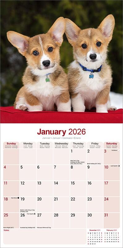 Corgi Calendar 2026 Planner