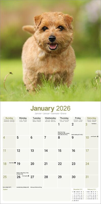 Norwich/Norfolk Terrier Calendar 2026 Planner