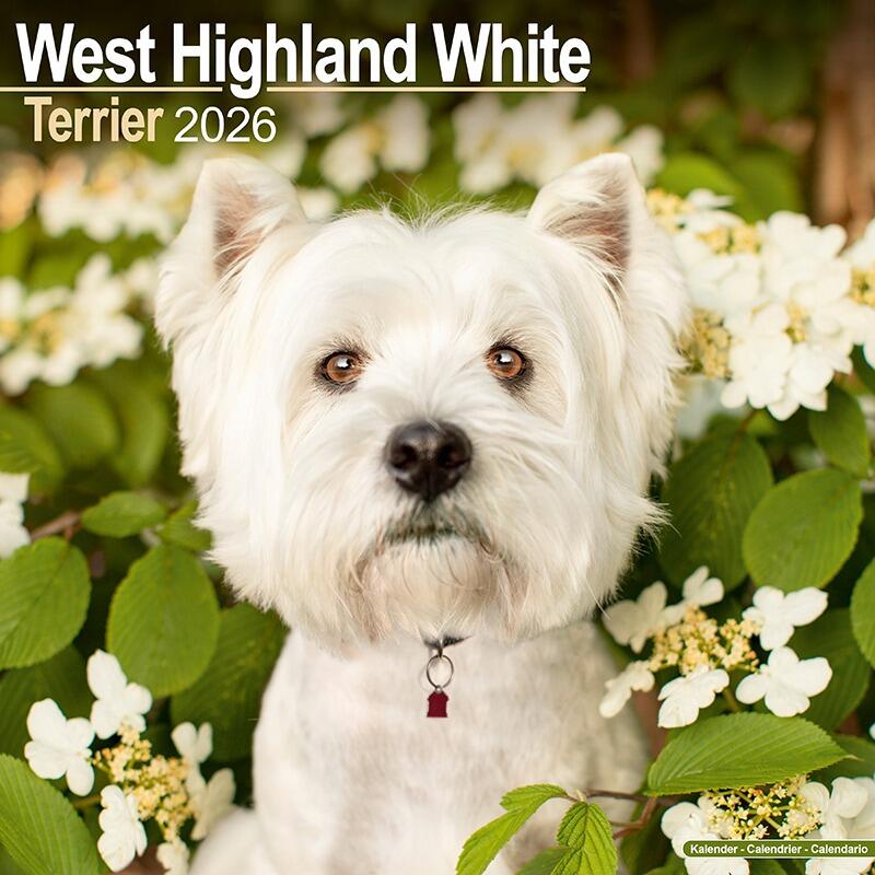 West Highland Terrier Calendar 2026