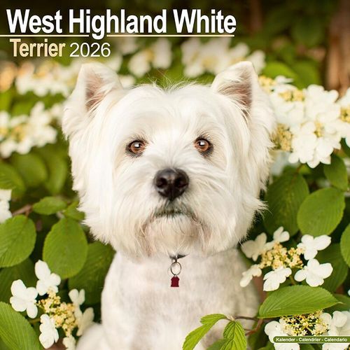 West Highland Terrier Calendar 2026