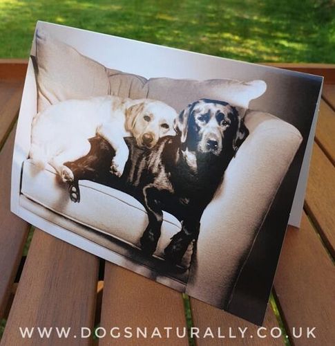 Labradors Greetings Card - Romantic