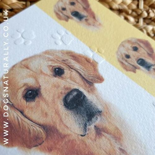 Gorgeous Golden Retriever Dog Greetings Card
